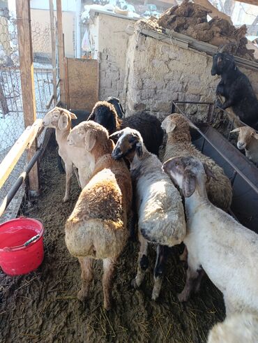 Бараны, овцы: Продаю | Овца (самка) | Для разведения | Матка — 2