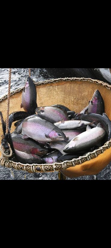 охрана кара балта: Муздатылган