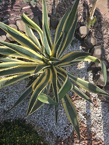 фитиль для свечи: Агава американская вариегатная (Agave americana ‘Variegata’) - — 1