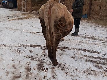 дойный коровы: Продаю | Корова (самка) | Алатауская | Для молока — 3