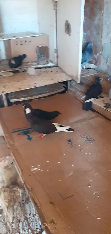 korella satışı: Ebresler,kömür qaralar,kekilli lelekli ebresler göyler satilir — 6