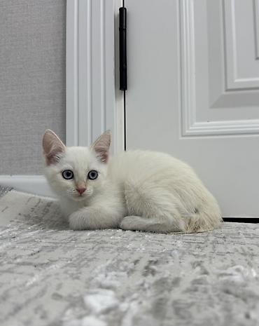 купить кота: Сиамская, 4 месяца, Мальчик, Приучена к лотку — 3