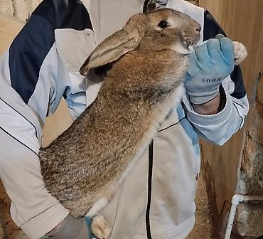 Dovşanlar: 🐇 Velikan və Kaliforniya Dovşanları Satılır Təmiz qan xəttindən olan — 7