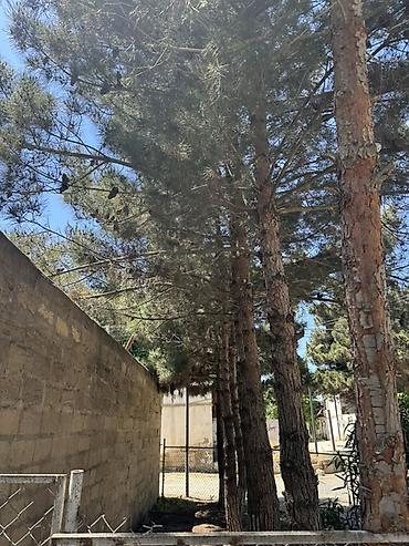 Torpaq sahələrinin satışı: Kənd təsərrüfatı, Kupça (Çıxarış), Texniki pasport — 15