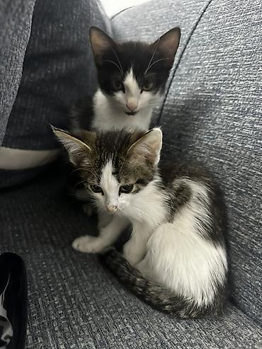 сайт животных: Котята – домашние, ручные, игривые Описание: - Помёт из нескольких — 2