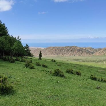 Сельхоз предприятия: Продаю Кошара, 200 соток, Действующий — 19