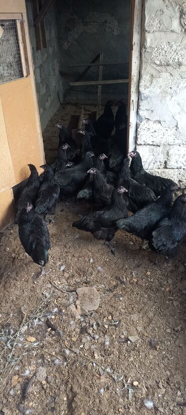 Cücələr: Toyuq, Australorp, Damazlıq, Ünvandan götürmə