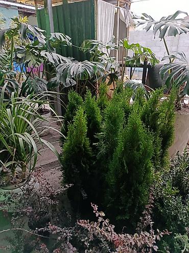 Комнатные и уличные растения в декоративных кашпо - В ассортименте at lalafo.kg Комнатные и уличные растения в декоративных кашпо - В ассортименте