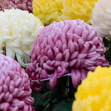 Другие садовые цветы и кустарники: Пион травянистые сорта. Пионы гибридные сорта. Пионы древовидные — 15