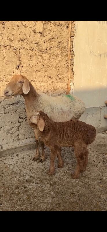 Qoyunlar, qoçlar: Qoyun ana bala ilə - Növ: Yerli cins quzu ilə ana qoyun - Ana -da lalafo.az — 6 Qoyunlar, qoçlar: Qoyun ana bala ilə - Növ: Yerli cins quzu ilə ana qoyun - Ana — 6