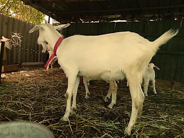 Козы, козлы: Продаю | Коза (самка), Козёл (самец), Козлёнок | Зааненская, Битал | Для разведения, Для молока | Племенные, Котные, Осеменитель — 6