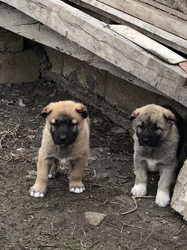 İtlər: Qurdbasar, 1 ay, Erkek — 4