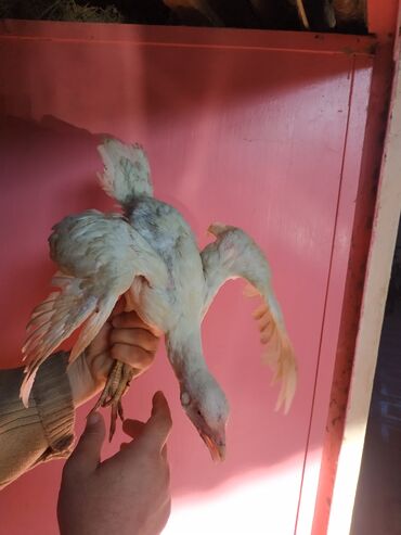 Pitiminutkalar: Heyratı toyuqları satılır gəncədədir tam sağlam heyvanlardi — 10