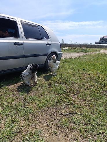 Digər quşlar: 3 dənə xoruzdu Heç 1 yaşları yoxdu 2 si təzə banlamağa başlayıb biri — 4