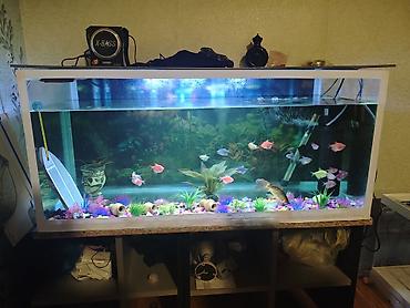 akvaryum filtiri: Dördbucaq akvarium, Balıqlarla birlikdə, 144 l, Ödənişli çatdırılma — 8