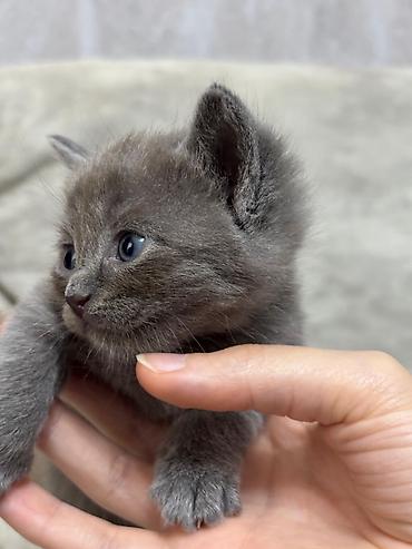 Pişiklər: Britan — 10