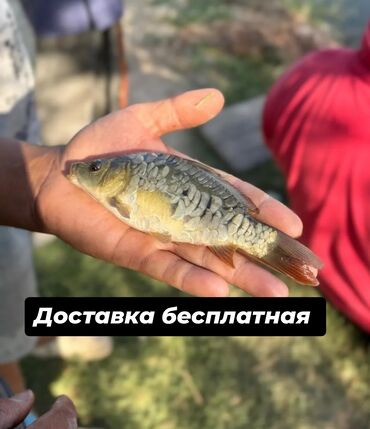 жом портер: МАЛЁК малек - карп амур толстолоб БЕСПЛАТНАЯ ДОСТАВКА ОТ 200КГ