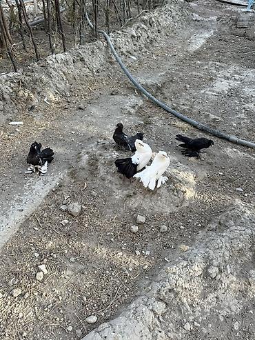 quşlar goyərcin: Delfinler ve povlinler satilir ciddi alicilar yazsin elaqe 0504240736 — 9