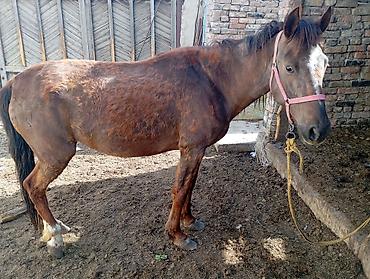 Лошади, кони: Продаю | Кобыла (самка) — 2