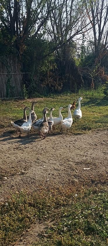 tap az qusar heyvanlar: Qaz sürüsü – yerli təsərrüfatdan - Növ: ev qazı (ağ və boz lələklə) - — 2