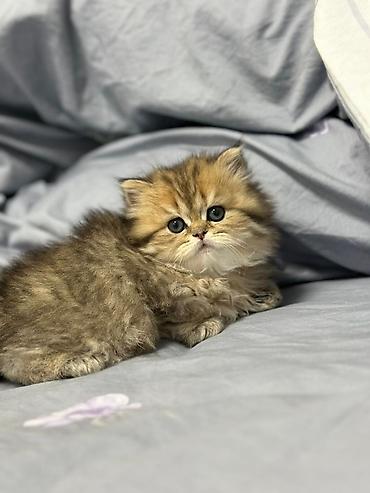 Кошки: Şirin, uzun tüklü balaca pişik balası - Cins: ehtimalən — 4
