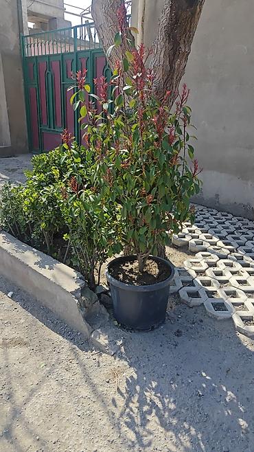 orxideya gulunun qiyməti: Bitkilər. Qabda bəzək kolları və dekorativ iynəyarpaq bitkiler — 7