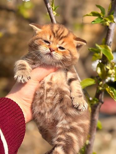 Pişiklər: Britan — 2