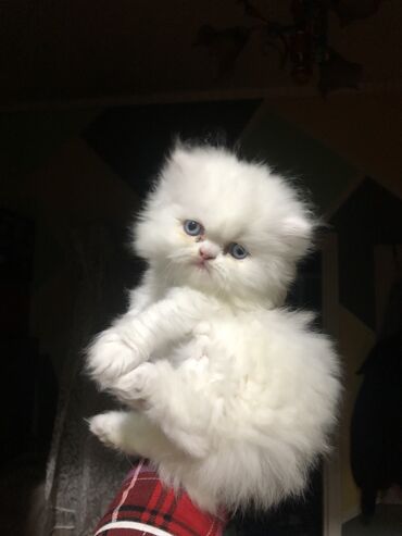 японская порода кошек: Хороший котёнок девочка 1 месяц и неделя порода Перс
