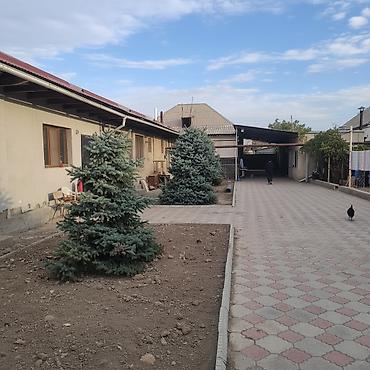 уй емерек: Продаю голубые ели, 8 лет. Здоровые, красавцырост-4шт.по 3метра — 3