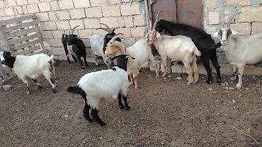 keci balasi: Məhsul: Yerli keçi sürüsü

Təsvir:HAMSİ CAVAN HEYVANLARDIR — 1