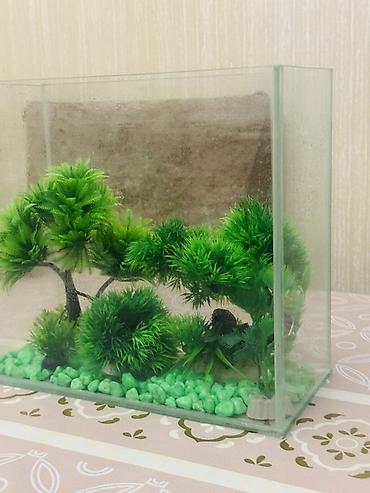 Akvarium aksesuar və ləvazimatları: Akvarium dekorları ilə birlikdə — 3