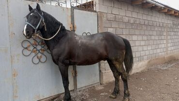 золотая лошадь пластырь бишкек адрес: Продаю | Конь (самец) | Кара Жорго | Рабочий | Племенные