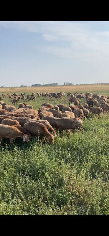 Бараны, овцы: Продаю | Овца (самка), Ягненок | Арашан | Для разведения | Матка, Ярка