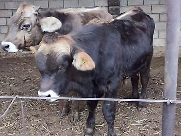 Продам с/х животных: Продаю | Бык (самец) | Полукровка, Ангус, Алатауская | На откорм, Для разведения | Искусственник — 10