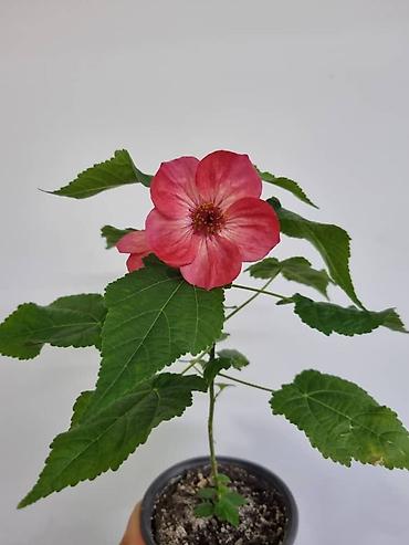 Бегонии: Бегонии и абутилон — укоренённые саженцы в стаканчиках/горшочках. 1) — 8