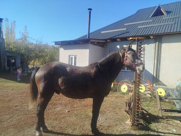 щенки охотничьих собак: Продаю | Кобыла (самка) | Рабочий