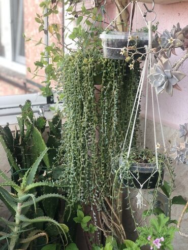 Otaq bitkiləri: Комнатные растения Крестовник — крупные и мини-растения Каменный — 9