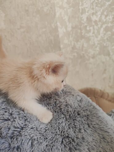 Gəmiricilər: Şinşilla, Erkək, Ünvandan götürmə