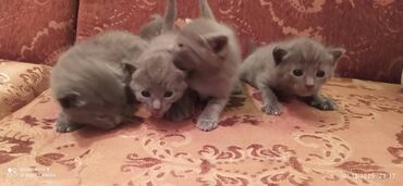 Pişiklər: Britan, Erkək, Dişi — 12