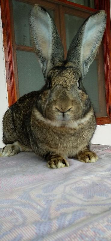 Dovşanlar: FLANDR (Belçika nəhəngi) – İri ölçü, yüksək gəlir! Təmiz qanlı Flandr — 15