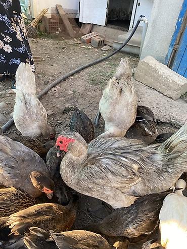 akvarium az: Dişi, | Lal ördək, Damazlıq — 2