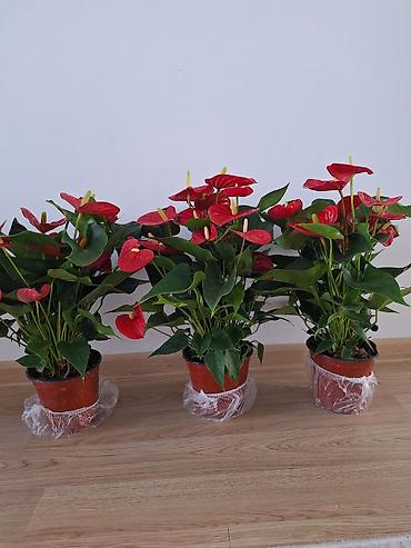 антуриум купить: Антуриум (Anthurium andreanum) в горшке. - Крупные ярко‑красные — 1