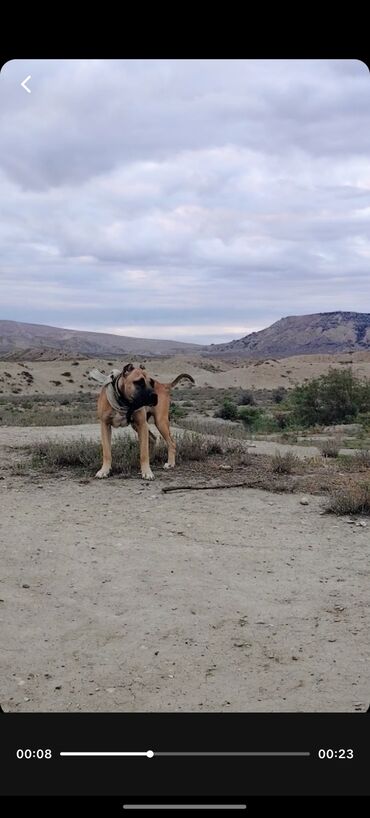 İtlər: Pitbul, 7 ay, Erkek, Ödənişli çatdırılma — 3