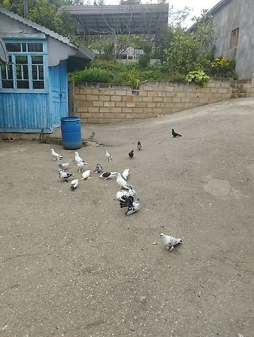 göyərçin satılır: Salamaleykum Allah hamının malına bərəkət versin gördüyünüz — 3