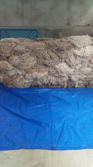 Yun: QOYUN YUNU SATILIR Şamaxı yunu — 2