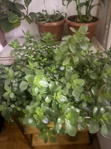 вазы для цветов бишкек: Продаю комнатные цветы 🌹 — 6