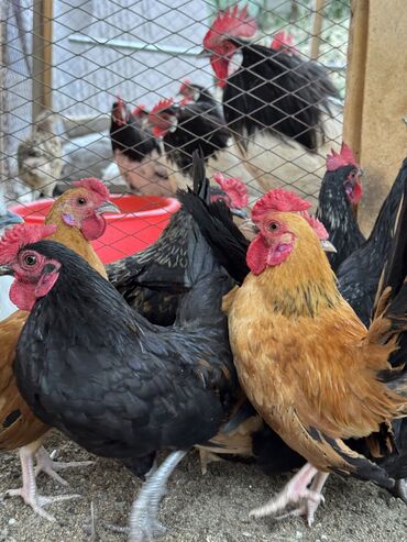 русская серая кошка: Продам петухов бетнамки