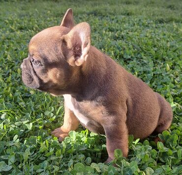 Psi: Prelepi štenci francuskog buldoga na prodaju. Očišćeni od parazita i na lalafo.rs — 13 Psi: Prelepi štenci francuskog buldoga na prodaju. Očišćeni od parazita i — 13