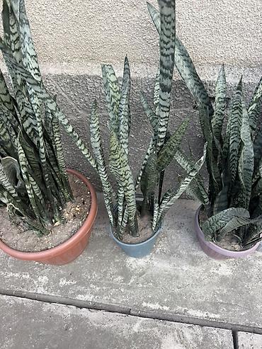 Комнатные растения: Сансевиерия (Sansevieria trifasciata, «щучий хвост», «тещин язык») в — 1