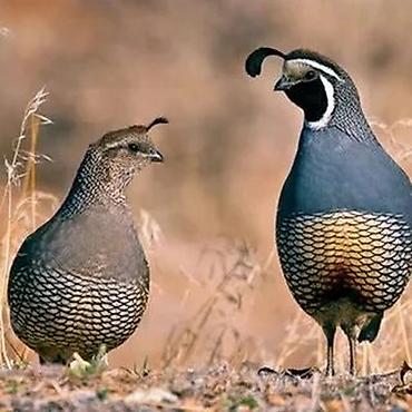 продаю перепелок: Калифорнийские перепела (Callipepla californica), сформированная пара — 1